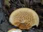 Olaszgomba (Polyporus tuberaster), Budai-hegység. Körkörösen rendezett, háromszög alakú pikkelyek
